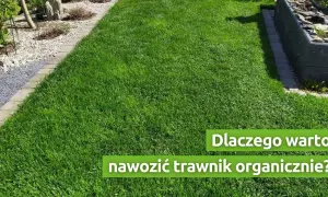 Nawożenie trawnika: Kiedy, czym i jak, by był idealny?
