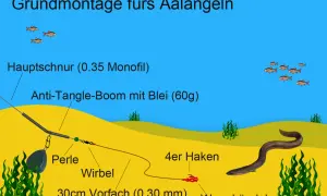 Grundmontage fürs Aalangeln: Hauptschnur, Anti-Tangle-Boom mit Blei, Perle, Wirbel, 30cm Vorfach, Haken mit Wurmbündel und ein Aal.
