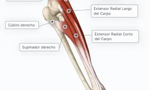 Todo sobre los músculos del antebrazo: funciones y clasificación esenciales
