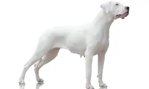 Ein stolzer, weißer Dogo Argentino, ein beeindruckender argentino hund, steht aufmerksam da.