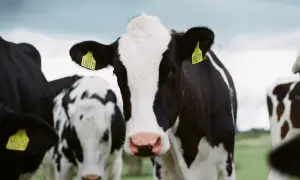 Stado krów na łące, gotowych na pożywną paszę treściwą dla bydła.