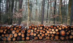 Stos drewna w lesie, gotowy do sezonowania. Drewno, ze względu na swoją higroskopijność, wchłania wilgoć z otoczenia.