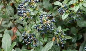 Dunkelblaue Beeren am Viburnum tinus, der giftig ist. Die glänzenden Früchte hängen in Büscheln an Zweigen mit grünen Blättern.
