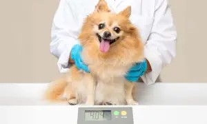 Ein Pomeranian sitzt auf einer Waage, während eine Person in einem weißen Kittel und blauen Handschuhen ihn hält. Das Gewicht von 4.84 kg wird angezeigt. Dies hilft bei der Bestimmung, wieviel Futter ein Hund benötigt.