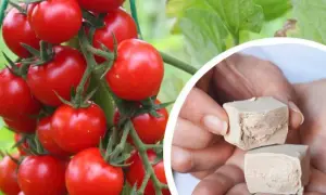 Dojrzewające pomidory na krzaku i kostki świeżych drożdży, które posłużą do przygotowania naturalnego oprysku z drożdży na pomidory.