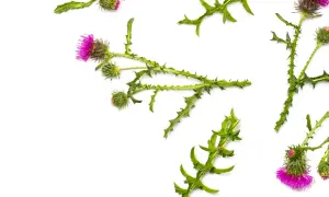 Lila Blüten und stachelige Blätter von Mariendistel-Pflanzen. Die Mariendistel wirkung ist bekannt für ihre leberschützenden Eigenschaften.