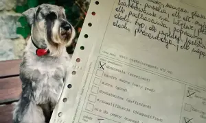 Miniaturowy sznaucer w muszce siedzi na ławce w eksterierze, obok dokumentu z oceną "doskonała".
