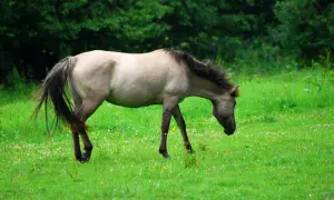 Konik polski pod siodłem pasie się na zielonej łące pełnej drobnych kwiatów.