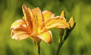 Orange Taglilien schneiden für einen schönen Sommerstrauß.