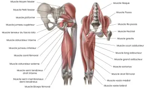 Anatomie du bassin et de la cuisse, montrant le muscle moyen fessier et les muscles autour de la hanche.