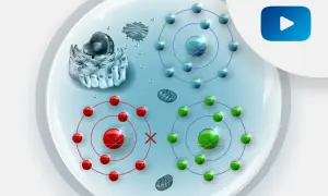 Ilustracja komórki z organellami i atomami. Czerwone atomy z krzyżykiem symbolizują stres oksydacyjny, a zielone i niebieskie zdrowe procesy.