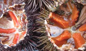 Interno di ricci di mare freschi, con le loro gonadi arancioni e rosse pronte per essere gustate.