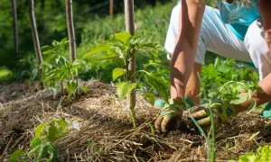Manos enguantadas trabajando la tierra alrededor de un joven pimiento. El mulching que es, protege las raíces y mantiene la humedad del suelo.