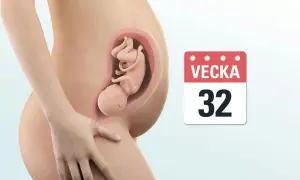 Gravid mage med foster i vecka 32. Kalenderikon visar "VEСKA 32".