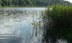 Spokojne jezioro Tuczno otoczone lasem, z gęstą trzciną przy brzegu i odbijającymi się chmurami na wodzie.