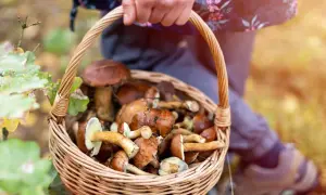 Kiedy jest sezon na kurki? Sprawdź, by nie przegapić zbiorów