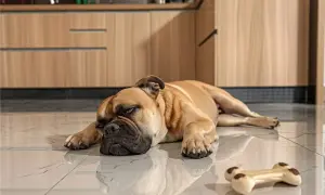 Czy pies może jeść kości z żeberek? Weterynarz ostrzega!