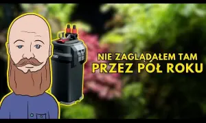 Jak czyścić filtr gąbkowy w akwarium, aby nie zabić pożytecznych bakterii