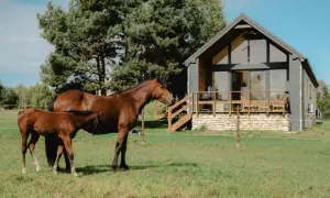 Matka z źrebięciem na zielonej łące przed nowoczesnym domem. Uroczy ośrodek Rancho Drzecin zaprasza do odpoczynku.