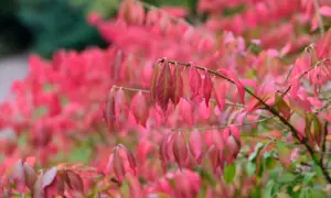 Låga blommande buskar med intensivt rosa bladverk i höstfärger. En gren med blad i förgrunden, resten av buskarna suddigt i bakgrunden.