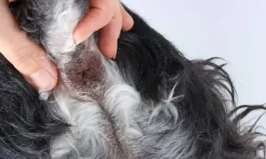Dłoń bada guzek pod ogonem psa. Widoczna jest sierść psa i zaczerwieniona skóra.