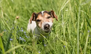 Ein kleiner Hund mit braunen Flecken im Gesicht steht im hohen grünen Gras und frisst. Kleine blaue Blumen blühen um ihn herum.