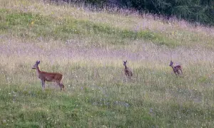 Tre caprioli in un prato fiorito. Una foto con animali che mostra la bellezza della natura.