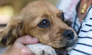 Smutny piesek, być może przeżywa atak paniki. Jego oczy są szeroko otwarte, a łapka opiera się o dłoń.