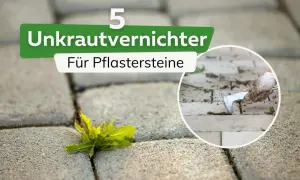 Unkrautvernichter für Pflastersteine: Ein Unkraut wächst hartnäckig zwischen den Steinen. Daneben eine Hand mit Handschuh, die mit einem Werkzeug Unkraut entfernt.
