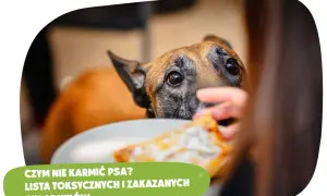 Mięso z rosołu dla psa: Toksyczne składniki, których nie znasz