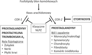 Schemat przedstawia wpływ COX-1 i COX-2 na produkcję prostaglandyn. Etorykoksib hamuje COX-2, wpływając na ból i zapalenie.