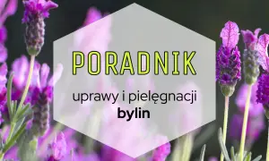 Poradnik uprawy i pielęgnacji bylin. Fioletowe kwiaty lawendy na tle zieleni.