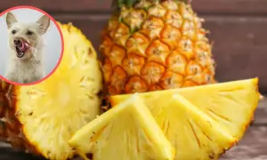 Czy pies może jeść ananas? Słodki owoc i ciekawy psiak na zdjęciu sugerują, że tak, ale z umiarem.