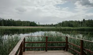 Holzsteg am Ufer eines ruhigen Sees mit Schilf, umgeben von Wald. Ein friedlicher Ort in den **Sümpfen Tschechiens**.