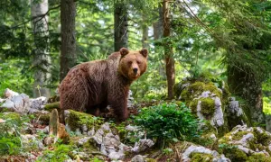 Jak się nazywa legowisko niedźwiedzia i jego znaczenie w naturze