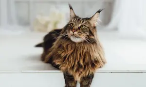 Majestatyczny Maine Coon o brązowym futrze, z puszystą grzywą i charakterystycznymi pędzelkami na uszach, spogląda w górę.