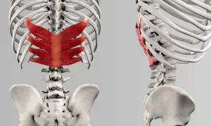 Rotes Muskelgewebe, der serratus posterior, bedeckt die Rippen und den oberen Teil der Wirbelsäule.