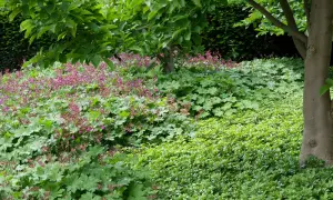 Ein üppiger Garten mit blühendem Storchschnabel und kleinblättrigem Efeu als bodendecker gegen unkraut.