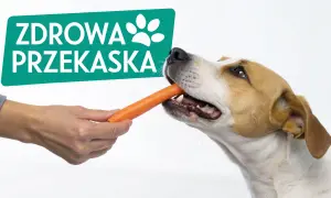 Czy pies może jeść marchewkę? Tak, to zdrowa przekąska! Pies chętnie gryzie marchewkę podawaną przez rękę.