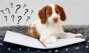 Jakie imię dla psa? Zasady wyboru i setki inspiracji!