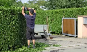 Mann in Bayern schneidet mit Heckenschere eine dichte grüne Hecke. Schnittgut liegt auf dem Gehweg.
