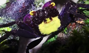 Fioletowy krab wampir z żółtymi oczami, siedzący na mchu. Zastanawiasz się nad krab wampir cena?