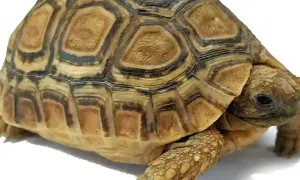 Ile żyje żółw lamparci? Odkryj sekrety jego długowieczności