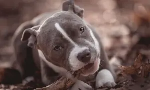 Ein junger American Bully kaut auf einem Ast im Herbstlaub.