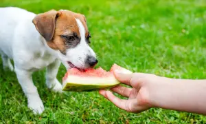 Mały piesek z apetytem gryzie kawałek arbuza podany przez rękę. Czy pies może jeść arbuza? Tak, ten maluch potwierdza!