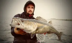 Ein Angler hält stolz einen großen Zander, der aus seinem natürlichen Lebensraum, einem ruhigen Gewässer, gefangen wurde.