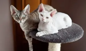 Długość życia Devon Rex: Co wpływa na ich zdrowie i witalność?