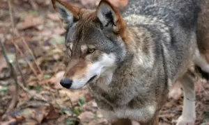 Jak szybko biega wilk? Zaskakujące fakty o jego prędkości
