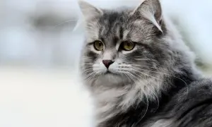 Portret szarego, długowłosego kota syberyjskiego z zielonymi oczami.