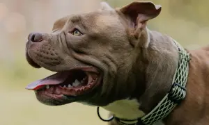 Brązowy pies rasy pitbull z otwartym pyskiem i dyszącym językiem. Czyżby dyszenie u psa bez powodu?